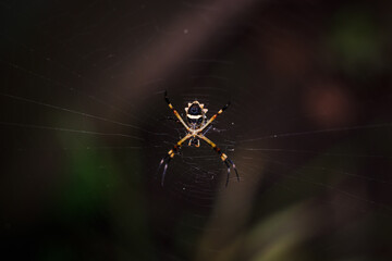 Araña tejiendo telaraña