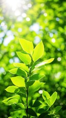 Close up of green leaf in a garden at summer under sunlight with blurred background.