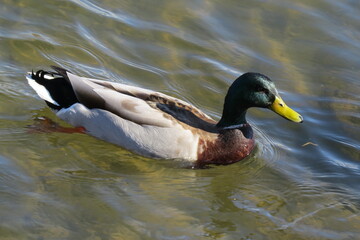 Obraz premium Mallard on a Pond