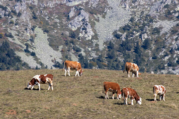 Fototapeta na wymiar Cows grazing in the mountains of the blacksea