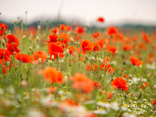 Red poppies - Papaver rhoeas field