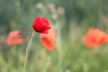 Red poppy with beautiful nature bokeh -Papaver rhoeas
