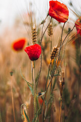 Poppies grow in a grain field