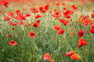 Red poppies - Papaver rhoeas field