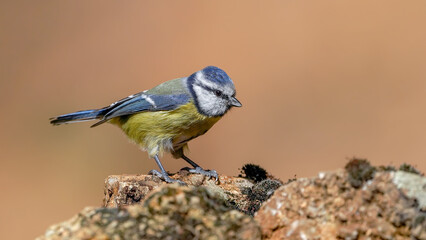 blue tit on rock in nature