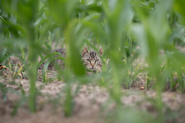 Cat hidden in the corn field looking towards the camera