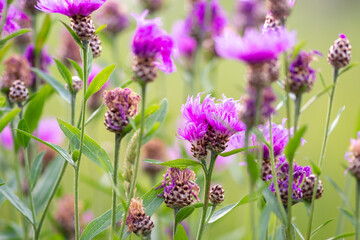 Knapweed - summer meadow with wildflowers