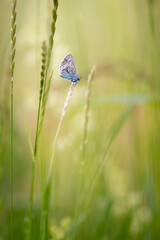 Blue butterfly sitting on a dry grass stem - Lycaenidae
