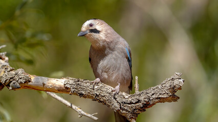 jay on a branch in nature     