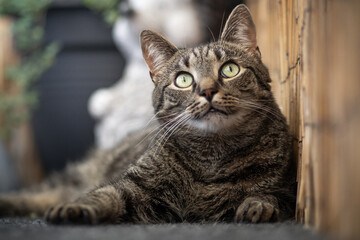 Lying domestic cat looking up