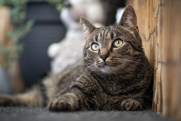 Obraz premium Portrait of a cat lying relaxed