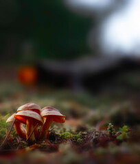 family of small bright mushrooms in a forest clearing,close-up on a blurred background,evening landscape