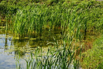Plantes aquatiques