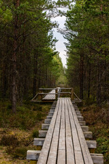 Exploring the quiet swamp trail. Hiking through the peaceful peatland. Horizontal photo of a...