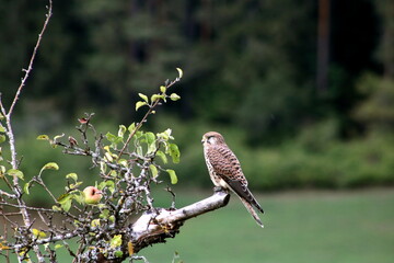 Black Forest Falke
