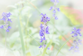 Fototapeta premium Soft Glow and Muted Effect on Garden of Salvia Flowers