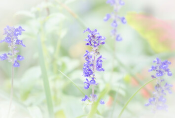 Soft Glow and Muted Effect on Garden of Salvia Flowers