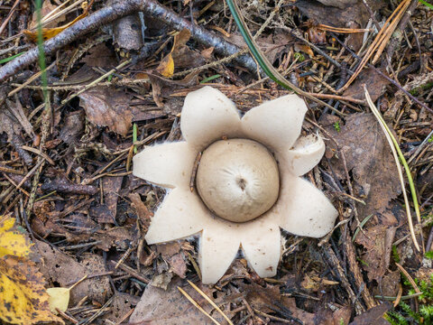 Geastrum fimbriatum, commonly known as the fringed earthstar or the sessile earthstar.