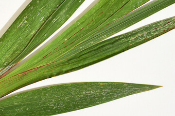 Discoloration of gladiolus leaves, damage propably caused by thrips (Thrips simplex)
