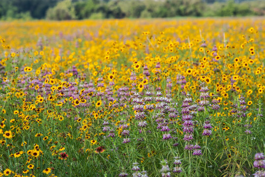 Spring wildflowers at Brushy Creek Lake Park, Austin, Texas, USA bursting with colorful yellow and purple colors