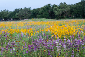 Obraz premium Spring wildflowers at Brushy Creek Lake Park, Austin, Texas, USA bursting with colorful yellow and purple colors