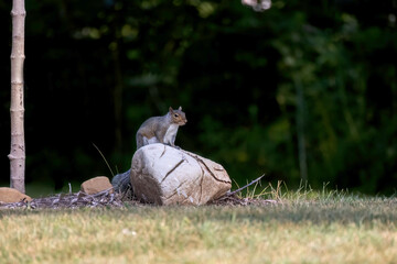 The eastern gray squirrel (Sciurus carolinensis) in the park.
