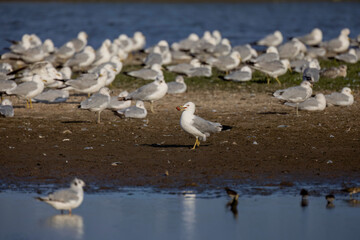 The flock of Herring gull (Larus argentatus) on the shore of lake Michigan.