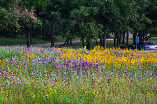 Spring wildflowers at Brushy Creek Lake Park, Austin, Texas, USA bursting with colorful yellow and purple colors