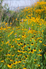 Obraz premium Spring wildflowers at Brushy Creek Lake Park, Austin, Texas, USA bursting with colorful yellow and purple colors