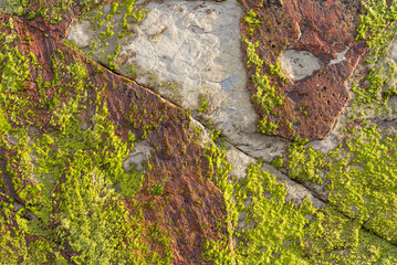 Stones texture and background. Texture of a rock with moss in the beach.