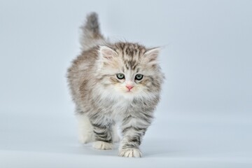 Siberian kitten on colored backgrounds