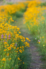 Spring wildflowers at Brushy Creek Lake Park, Austin, Texas, USA bursting with colorful yellow and purple colors