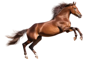 Fototapeten Beautiful jumping horse isolated on transparent background. Png clip art element. © Sunny_nsk