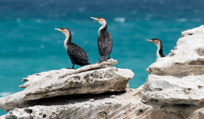 white-breasted cormorants on the rocks, De Hoop Nature Reserve, Overberg, South Africa