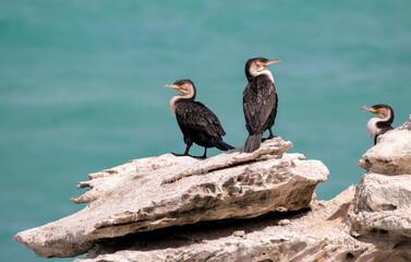 white-breasted cormorants on the rocks with the ocean in the background, De Hoop Nature Reserve, Overberg, South Africa