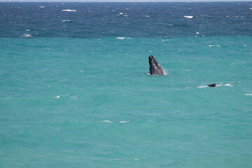 Obraz premium Southern Right whale calf breaching, De Hoop Nature Reserve, Overberg, South Africa