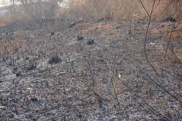 Ash left over from land burning. Forest burning in the summer season. 