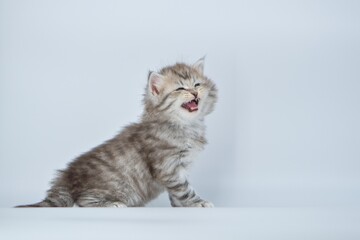 Obraz premium Siberian kitten on colored backgrounds