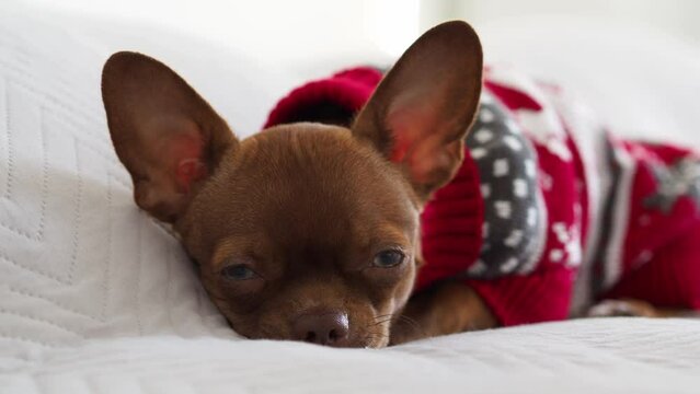 A dog in a Christmas sweater looks at the camera. Christmas and New Year background with chihuahua puppy. A pet is a member of the family. Family Christmas tradition in a knitted sweater. Family look.