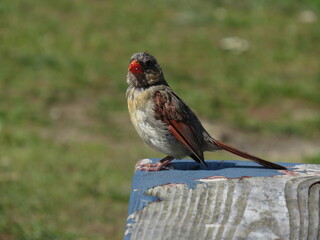 Red Beak Finch