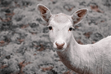 A female white fallow-deer looks into a camera. Close-up portrait of a female white fallow-deer with a grey background.	