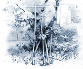 Pencil drawing. Old tree in the yard