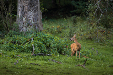 Reh im Wald, am Morgen