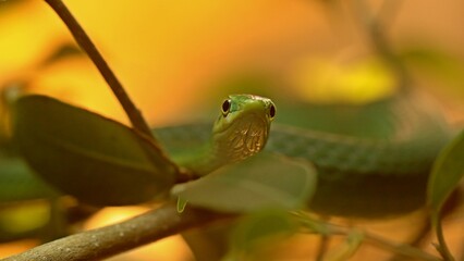 Weibliche Raue Grasnatter (Opheodrys aestivus)