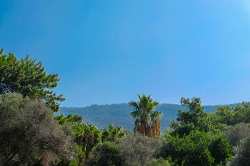 Palm trees on bright blue sky
