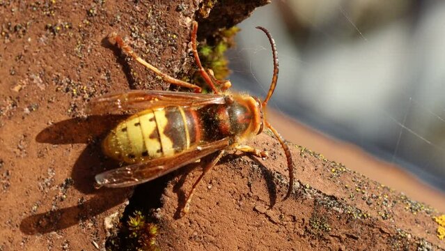 Hornissendrohn (Vespa crabro) auf Dachziegel
