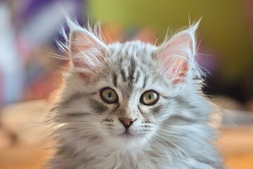 Siberian kitten

