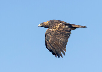 Golden Eagle