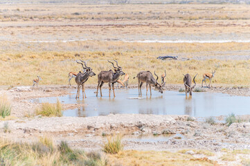 A view of Kudu in a line drinking at a waterhole in the Etosha National Park in Namibia in the dry season
