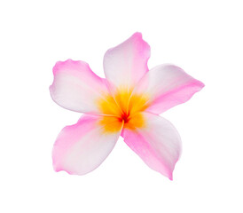 Tropical flowers frangipani (plumeria) transparent png
